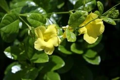 Golden Brazilian Jasmine Plant - Indoors/Out - Mandevilla - 6" Pot -Plant Sale Shop api5buvan 66846.1592323656