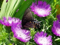 Honeysong Purple Stokes Aster Perennial - Stokesia - Gallon Pot -Plant Sale Shop api5t1gba 93645.1592330226