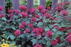 Raspberry Wine Bee Balm - Monarda - Bright Red & Pink - Live Plant - Quart Pot -Plant Sale Shop api5u50xz 88591.1592329409