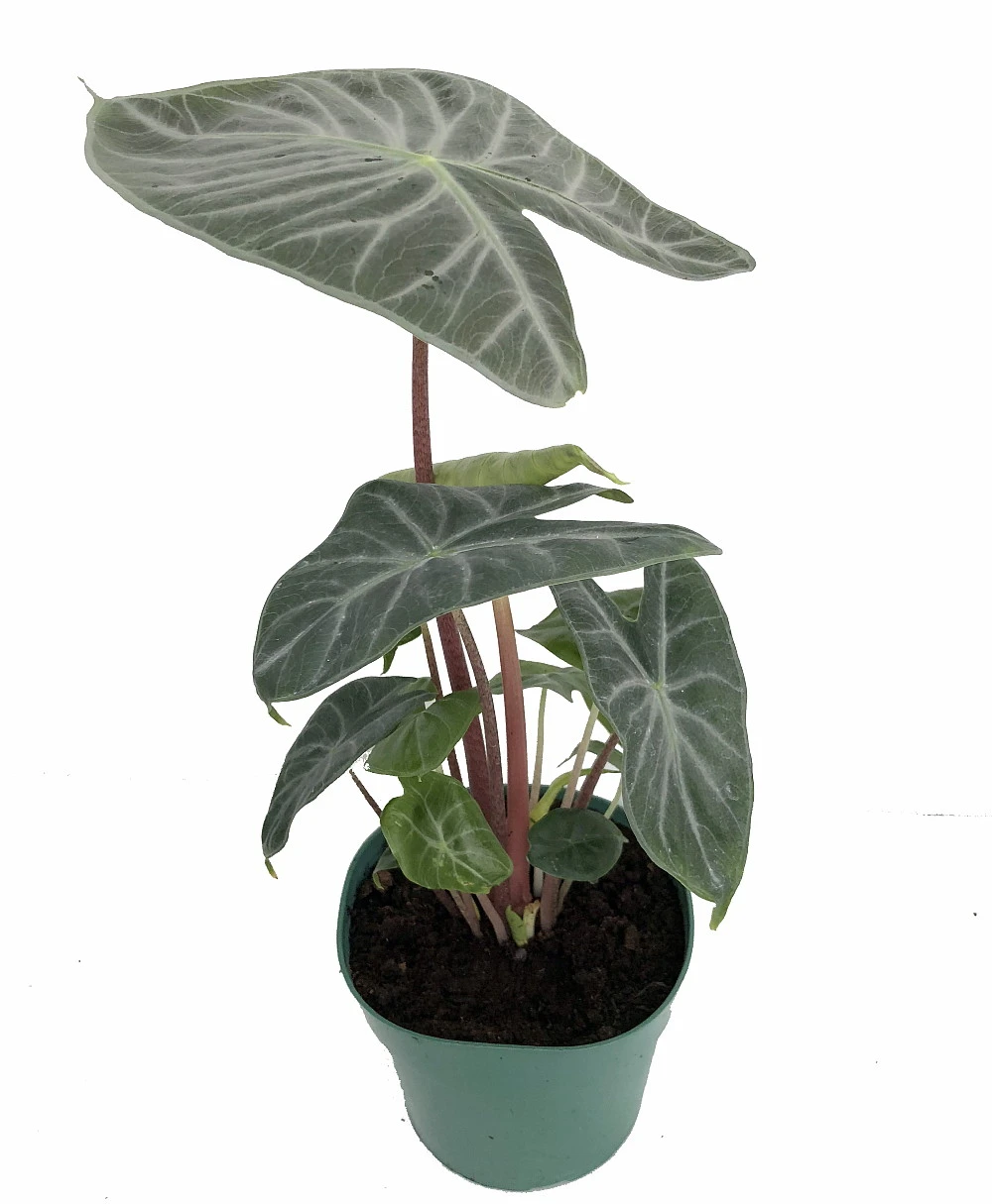 Ivory Coast African Mask Plant - Elephant Ear - Alocasia - Indoors/Out - 6" Pot 1 Ivory Coast African Mask Plant - Elephant Ear - Alocasia - Indoors/Out - 6" Pot