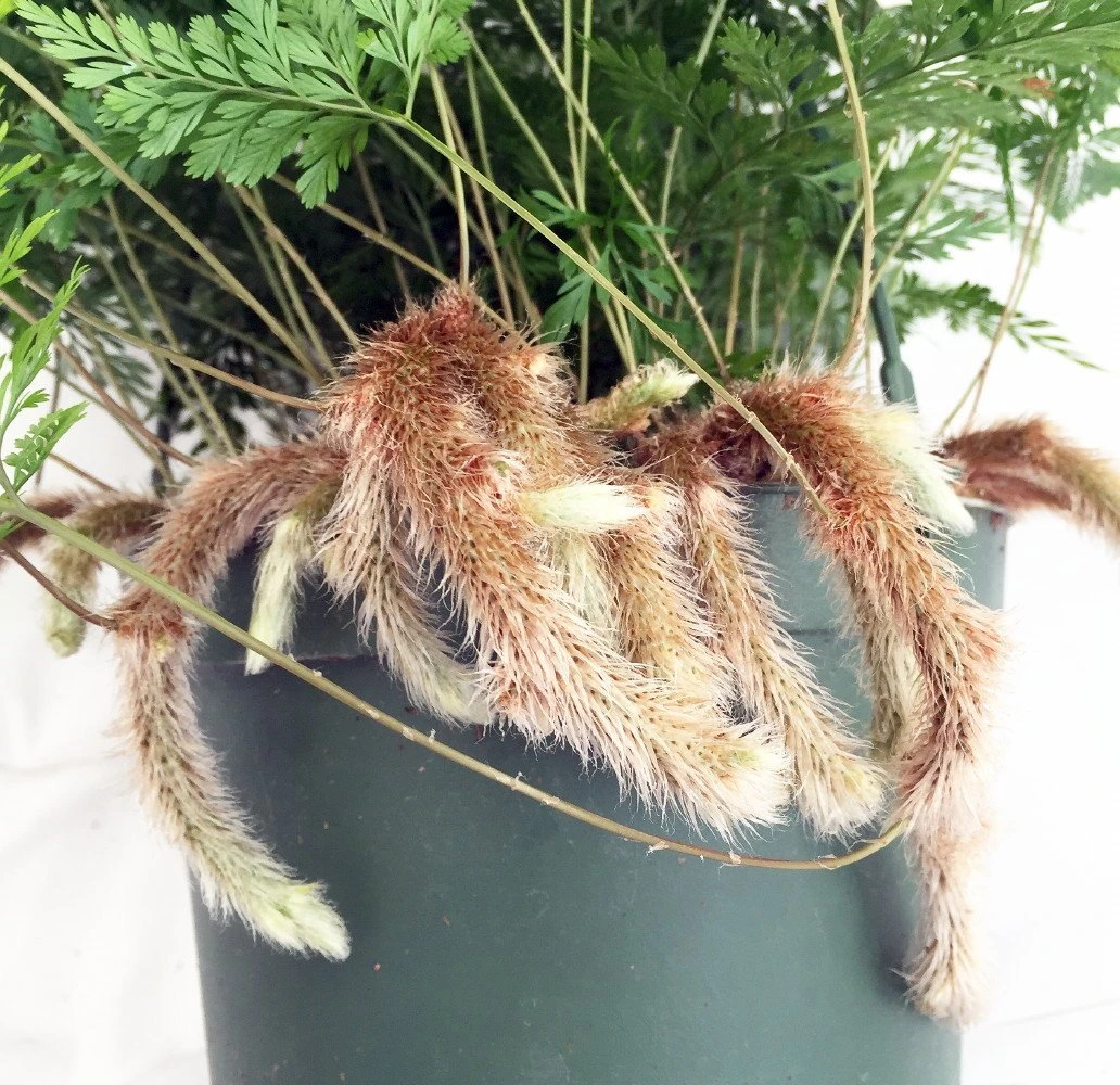 Rabbit's Foot Fern - 6" Pot - Easy To Grow! 2 Rabbit's Foot Fern - 6" Pot - Easy To Grow! - Image 2