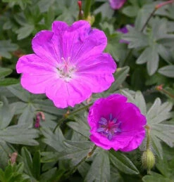 Max Frei Hardy Geranium - Bloody Cranesbill - Live Plant - Gallon Pot