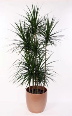 Madagascar Dragon Tree - Dracaena Marginata - 6" Pot - Easy To Grow House Plant 5 Madagascar Dragon Tree - Dracaena Marginata - 6" Pot - Easy To Grow House Plant -Plant Sale Shop api6s1drj 83655.1592332114