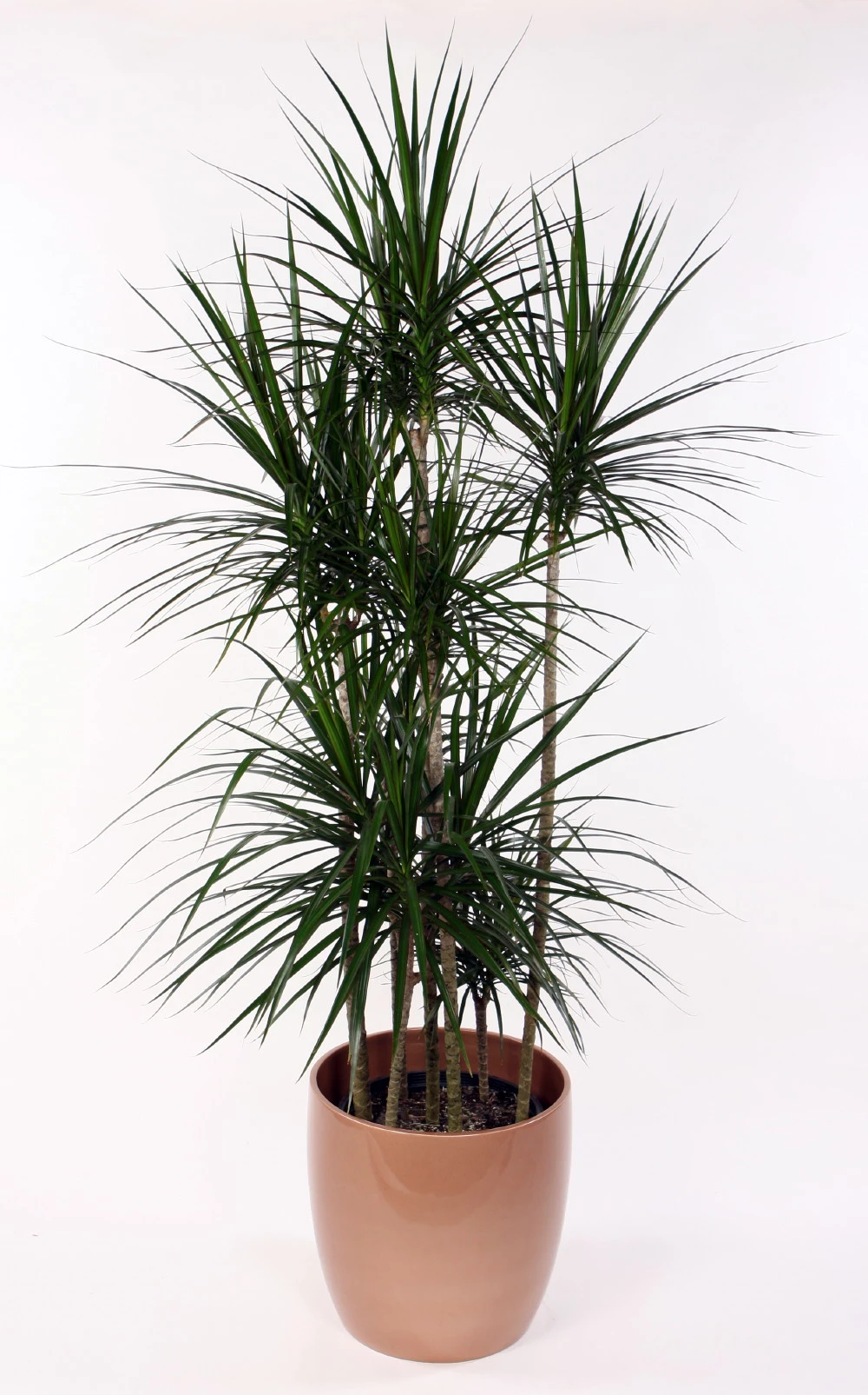 Madagascar Dragon Tree - Dracaena Marginata - 6" Pot - Easy To Grow House Plant 3 Madagascar Dragon Tree - Dracaena Marginata - 6" Pot - Easy To Grow House Plant - Image 3