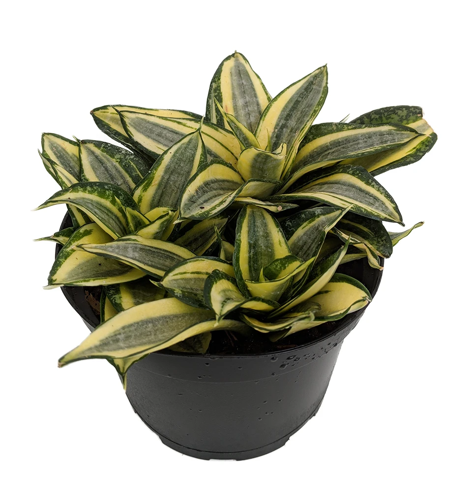 Golden Hahnii Birdsnest Snake Plant - Sanseveria- 6" Pot 1 Golden Hahnii Birdsnest Snake Plant - Sanseveria- 6" Pot