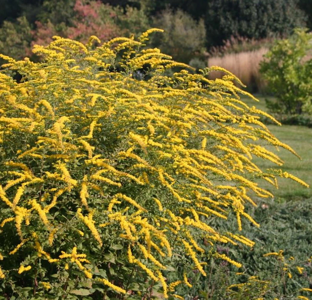 Fireworks Goldenrod Perennial - Solidago Rugosa - Quart Pot 2 Fireworks Goldenrod Perennial - Solidago Rugosa - Quart Pot - Image 2