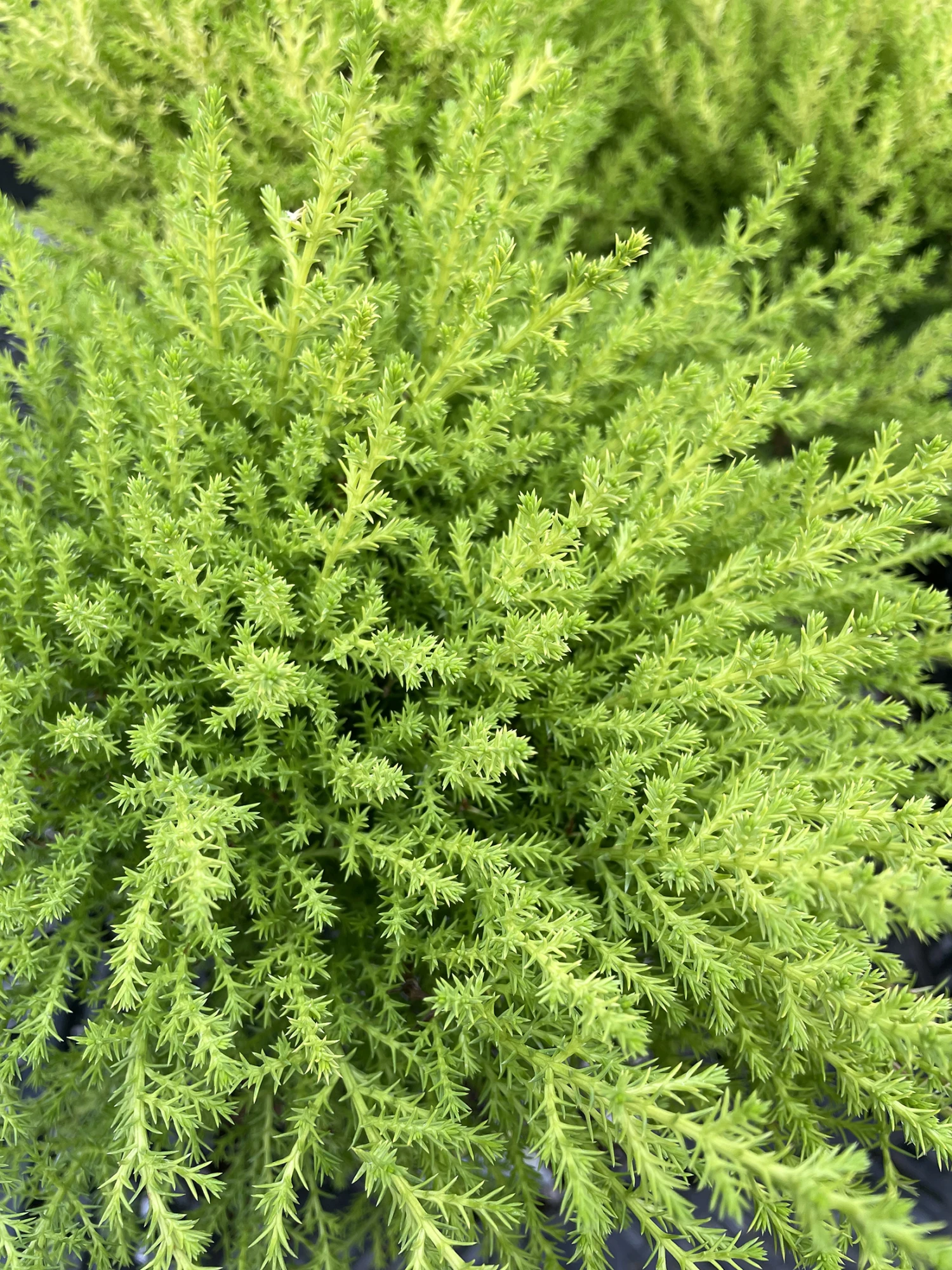 Lemon Scented Goldcrest Cypress Tree - Indoors/Out - 4.5" Pot 3 Lemon Scented Goldcrest Cypress Tree - Indoors/Out - 4.5" Pot - Image 3