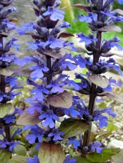 Bronze Beauty Ajuga 48 Plants - Carpet Bugle - Very Hardy -1 3/4" Pots 6 Bronze Beauty Ajuga 48 Plants - Carpet Bugle - Very Hardy -1 3/4" Pots -Plant Sale Shop api7t0zdi 67832.1592323096