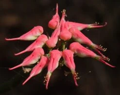 Devil's Backbone Plant - Pedilanthus - Red Bird Cactus - 6" Pot - Easy To Grow -Plant Sale Shop api80oarq 35916.1592335494