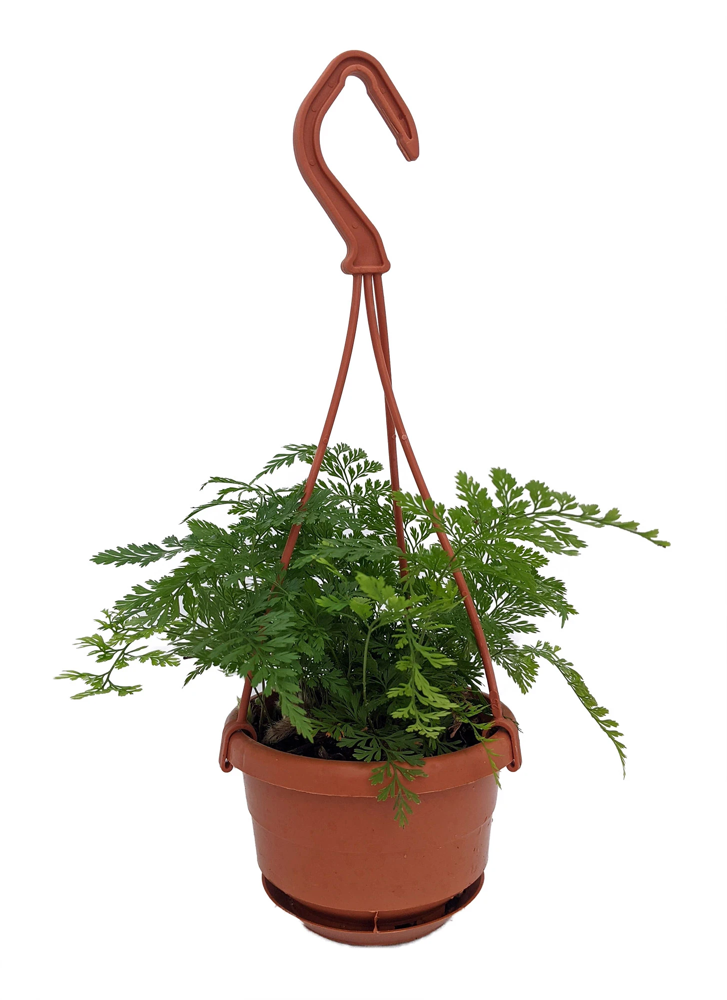 Rare Black Rabbit's Foot Fern - 4" Mini Hanging Basket - Davallia Trichomanoides 1 Rare Black Rabbit's Foot Fern - 4" Mini Hanging Basket - Davallia Trichomanoides