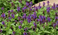 Blue Marvel Salvia - Meadow Sage - Quart Pot 5 Blue Marvel Salvia - Meadow Sage - Quart Pot -Plant Sale Shop api8pb9en 24697.1592326349