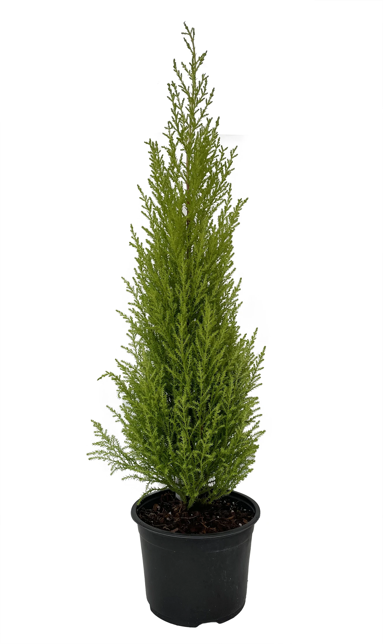 Lemon Scented Goldcrest Cypress Tree - Indoors/Out - 6" Pot 1 Lemon Scented Goldcrest Cypress Tree - Indoors/Out - 6" Pot