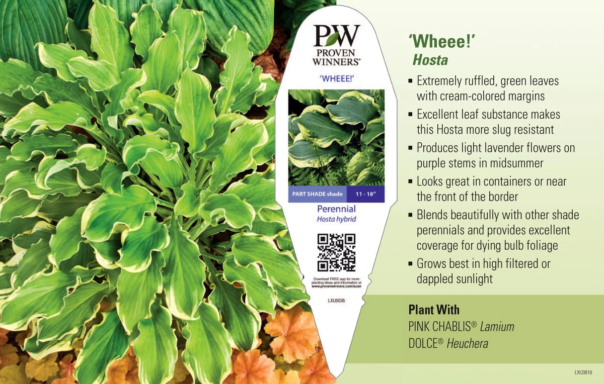 City Lights Hosta - Quart Pot 2 City Lights Hosta - Quart Pot - Image 2