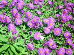 Purple Dome Fall Blooming Perennial Aster - Hardy - Quart Pot