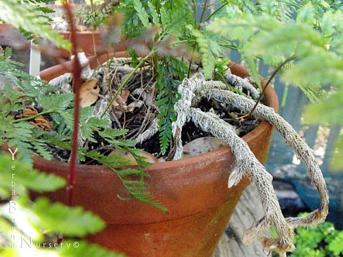 Rare Black Rabbit's Foot Fern - 4" Mini Hanging Basket - Davallia Trichomanoides 3 Rare Black Rabbit's Foot Fern - 4" Mini Hanging Basket - Davallia Trichomanoides - Image 3