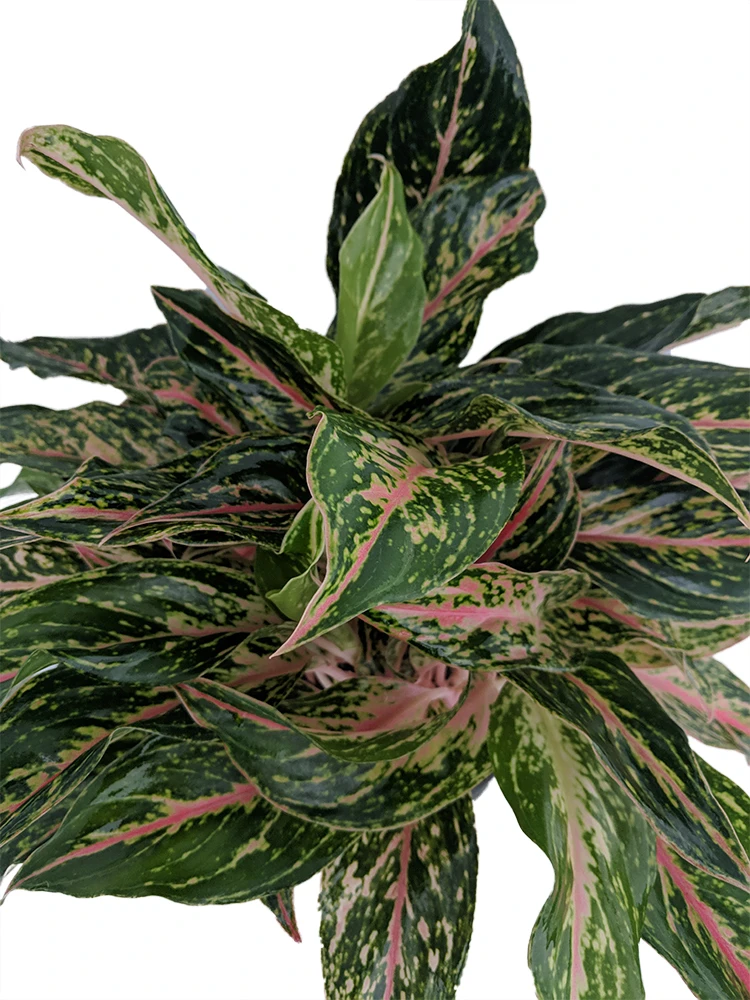 Sparkling Sarah Chinese Evergreen Plant - Aglaonema - Grows In Dim Light -6" Pot 2 Sparkling Sarah Chinese Evergreen Plant - Aglaonema - Grows In Dim Light -6" Pot - Image 2