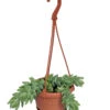 Burrito Burros Tail - 4" Mini Hanging Basket - Sedum Burrito