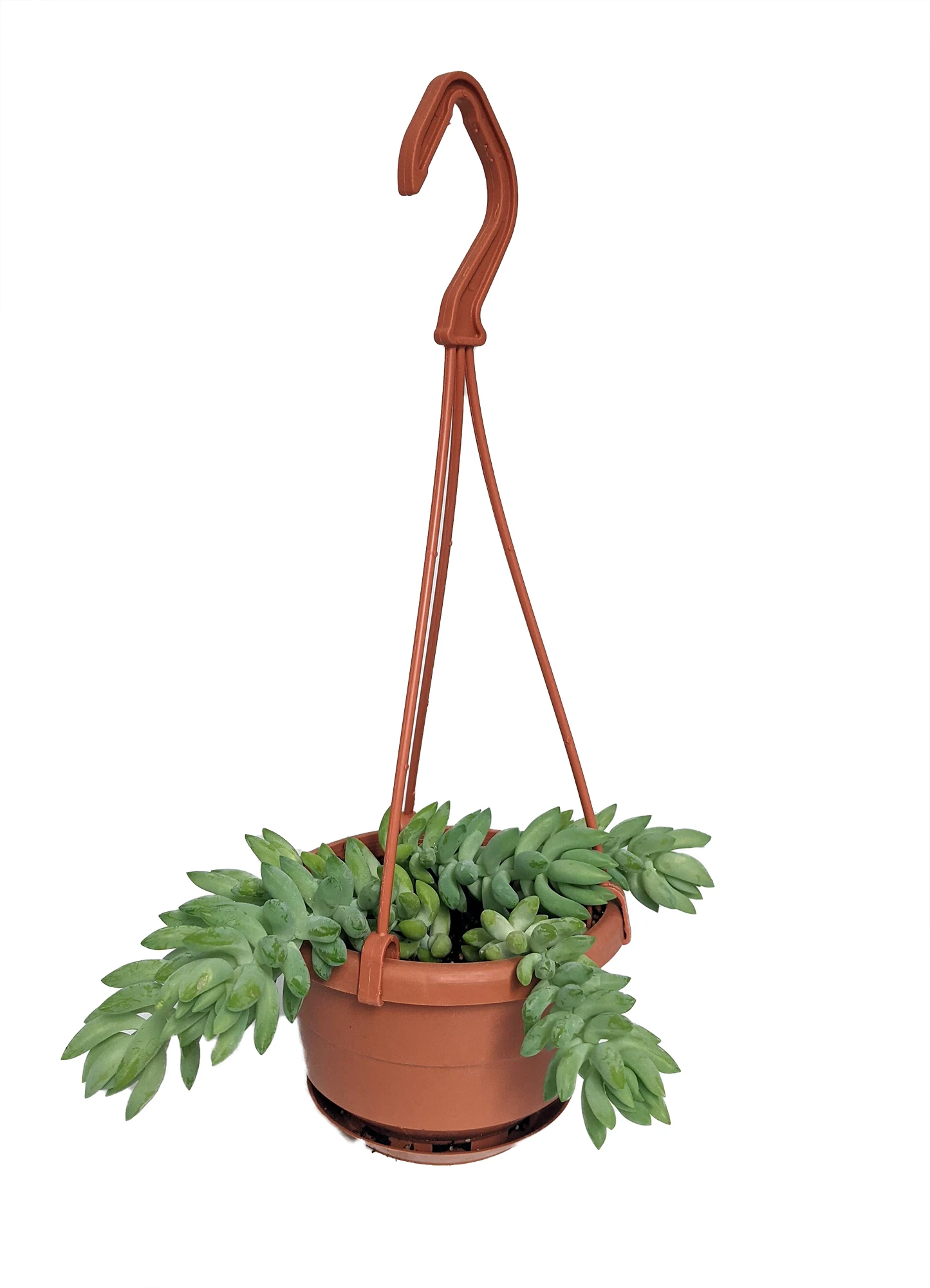 Burrito Burros Tail - 4" Mini Hanging Basket - Sedum Burrito 1 Burrito Burros Tail - 4" Mini Hanging Basket - Sedum Burrito
