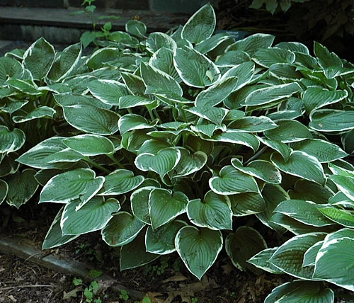 Francee Hosta - Extremely Sun Tolerant - Quart Pot 1 Francee Hosta - Extremely Sun Tolerant - Quart Pot