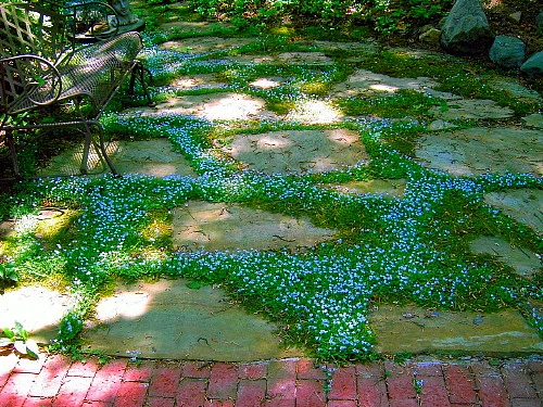 Blue Star Creeper - Isotoma - 3 Seasons Of Blooms - Gallon Pot 5 Blue Star Creeper - Isotoma - 3 Seasons Of Blooms - Gallon Pot - Image 5