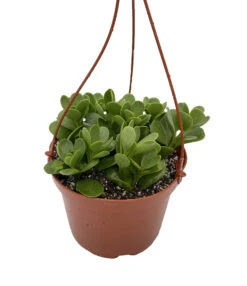 Trailing Jade Plant - Senecio - Easy To Grow House Plant - 6" Hanging Basket