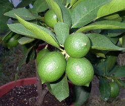 Persian Lime Tree - Fruit Bearing Size -6" Pot-NO SHIP To TX, FL, AZ, CA, LA, HI -Plant Sale Shop apiaxhy0x 16910.1592323062