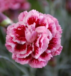 Scent First® Sugar Plum Dianthus- Fragrant Ruffled Flower- Live Plant- Quart Pot