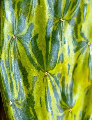 Warm Hand - Velvet Opuntia -Nopal Cactus-Opuntia Cochenillifera-Edible-4" Pot 2 Warm Hand - Velvet Opuntia -Nopal Cactus-Opuntia Cochenillifera-Edible-4" Pot - Image 2