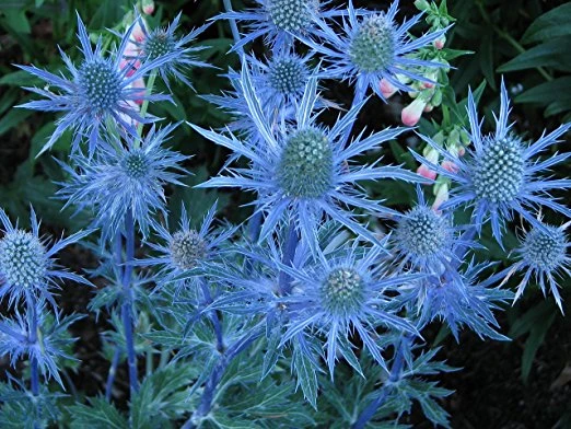 Blue Hobbit Sea Holly Perennial - Eryngium - Live Plant - Quart Pot 4 Blue Hobbit Sea Holly Perennial - Eryngium - Live Plant - Quart Pot - Image 4