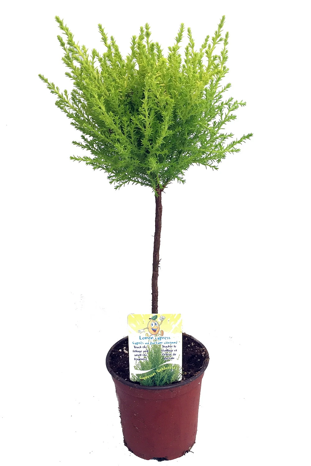 Lemon Scented Goldcrest Mini Poodle Cypress Tree - 4.5" Pot 1 Lemon Scented Goldcrest Mini Poodle Cypress Tree - 4.5" Pot