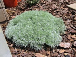 Silver Mound Perennial Plant - Artemisia - Sun/Easy - Live Plant - Quart Pot