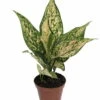 Etta Rose Chinese Evergreen Plant - Aglaonema - Grows In Dim Light - 4.5" Pot