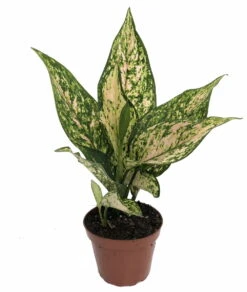 Etta Rose Chinese Evergreen Plant - Aglaonema - Grows In Dim Light - 4.5" Pot