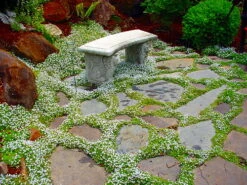 Blue Star Creeper - Isotoma - 3 Seasons Of Blooms - Gallon Pot 8 Blue Star Creeper - Isotoma - 3 Seasons Of Blooms - Gallon Pot -Plant Sale Shop apicdwr1g 20163.1592332887