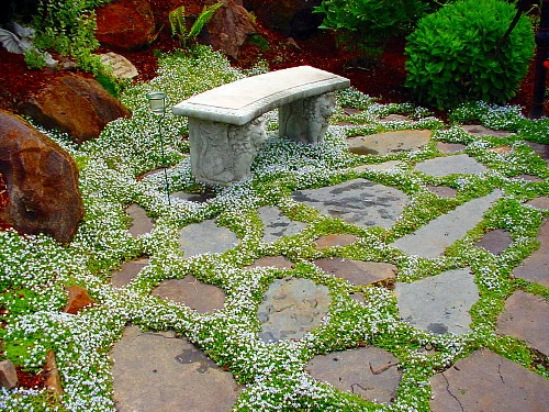 Blue Star Creeper - Isotoma - 3 Seasons Of Blooms - Gallon Pot 4 Blue Star Creeper - Isotoma - 3 Seasons Of Blooms - Gallon Pot - Image 4