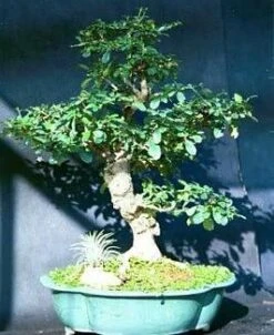 Fukien Tea Bonsai Tree - Carmona - 4" Pot - Indoor Houseplant 6 Fukien Tea Bonsai Tree - Carmona - 4" Pot - Indoor Houseplant -Plant Sale Shop apichofb1 51318.1592325802