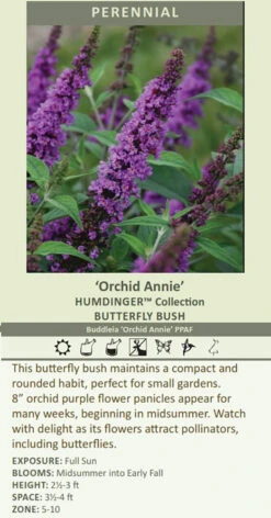Humdinger® Orchid Annie Butterfly Bush - Buddleia - Compact - Gallon Pot 5 Humdinger® Orchid Annie Butterfly Bush - Buddleia - Compact - Gallon Pot -Plant Sale Shop apicxc3lq 60722.1592318205