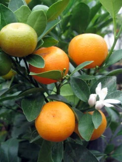 Miniature Orange Tree - Calamondin -8" Pot-NO SHIPPING TO TX, FL, AZ, CA, LA, HI 6 Miniature Orange Tree - Calamondin -8" Pot-NO SHIPPING TO TX, FL, AZ, CA, LA, HI -Plant Sale Shop apid1o20v 96734.1592325043