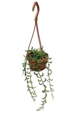 String Of Bananas - Senecio Radicans - 4" Mini Hanging Basket