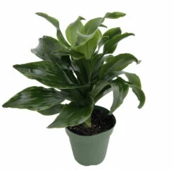 Twister Dragon Tree - Dracaena Fragrans - 6" Pot - Easy To Grow House Plant -Plant Sale Shop apiddfyy9 78722.1630600088