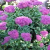 Neon Stonecrop - Sedum - Very Hardy - Quart Pot