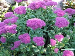 Neon Stonecrop - Sedum - Very Hardy - Quart Pot