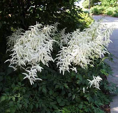 Deutschland False Spirea - Astilbe Chinensis - Very Hardy! - Quart Pot 2 Deutschland False Spirea - Astilbe Chinensis - Very Hardy! - Quart Pot - Image 2