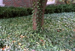 Thorndale English Ivy 48 Plants - Hardy Groundcover - 1 3/4" Pots -Plant Sale Shop apie0hjcv 81293.1592326091