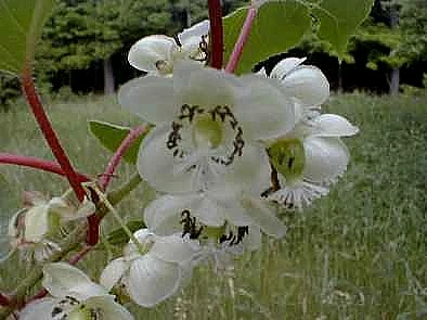 2 Hardy Kiwi Plants - Actinidia - Geneva And Meader - 2.5" Pot 2 2 Hardy Kiwi Plants - Actinidia - Geneva And Meader - 2.5" Pot - Image 2