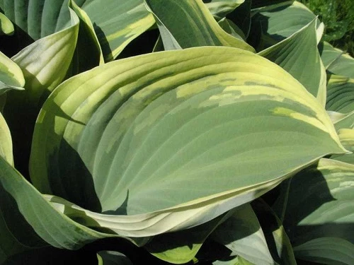 Regal Splendor Hosta - Shaped Gray-Green Leaves - Quart Pot 1 Regal Splendor Hosta - Shaped Gray-Green Leaves - Quart Pot