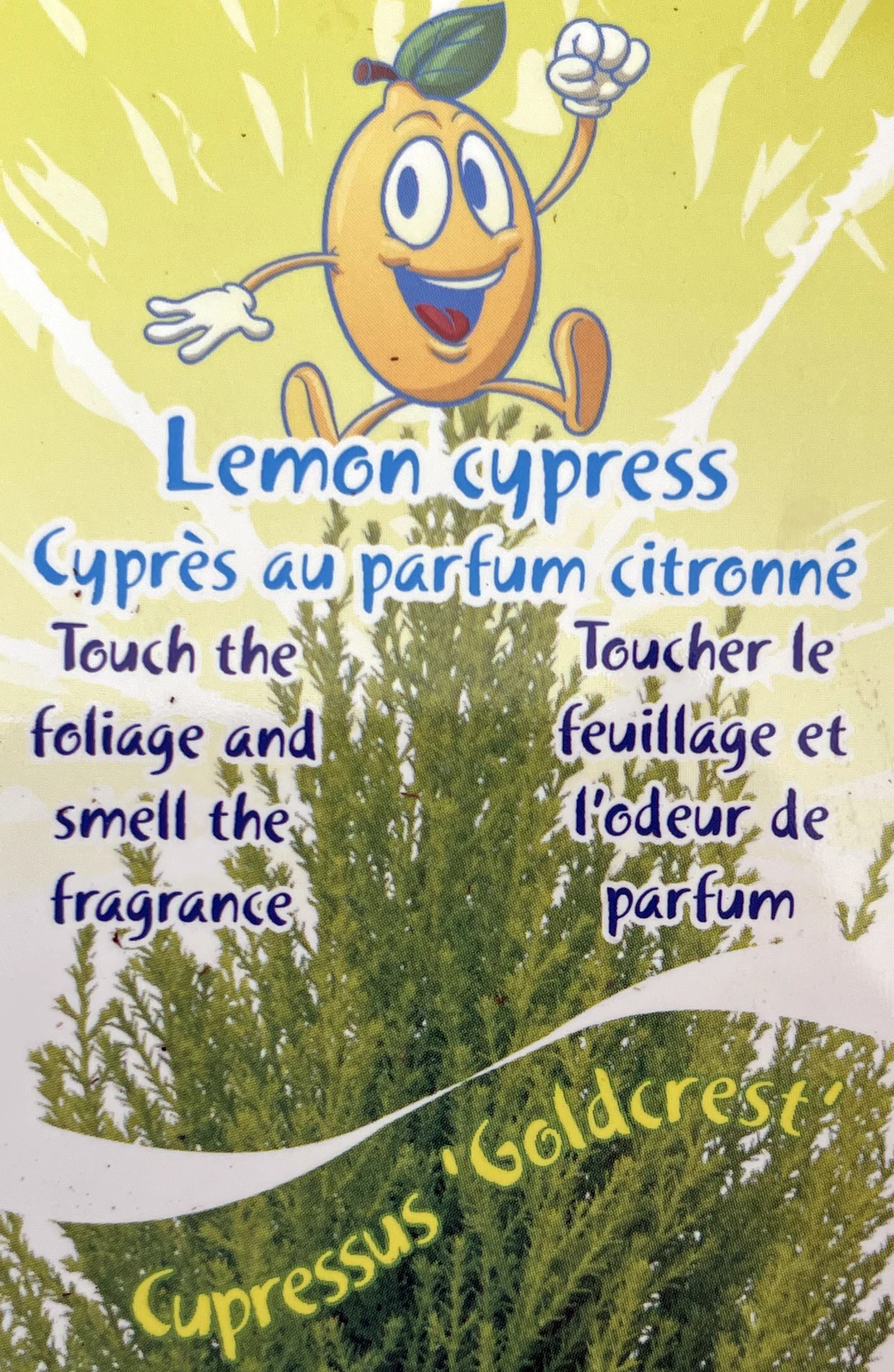 Lemon Scented Goldcrest Cypress Tree - Indoors/Out - 4.5" Pot 4 Lemon Scented Goldcrest Cypress Tree - Indoors/Out - 4.5" Pot - Image 4