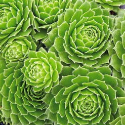 Green Wheel Hens & Chicks - Sempervivum - Very Hardy - Quart Pot -Plant Sale Shop apieep41l 88403.1592326199