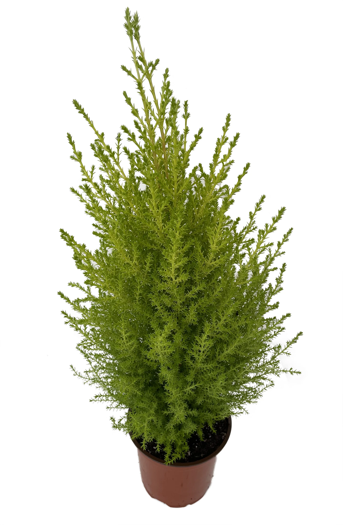 Lemon Scented Goldcrest Cypress Tree - Indoors/Out - 4.5" Pot 2 Lemon Scented Goldcrest Cypress Tree - Indoors/Out - 4.5" Pot - Image 2