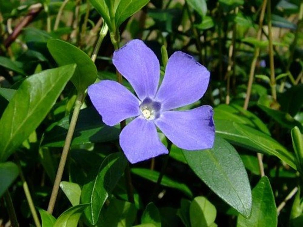 Myrtle 48 Plants - Periwinkle/Vinca - Hardy Groundcover - 1 3/4" Pots 1 Myrtle 48 Plants - Periwinkle/Vinca - Hardy Groundcover - 1 3/4" Pots